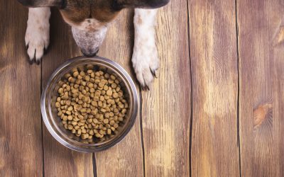 Los dueños confían en los veterinarios a la hora de elegir la dieta de sus mascotas