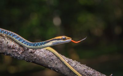 Nuevo Convenio: Servicio de asesoramiento online en Medicina de Reptiles y Anfibios