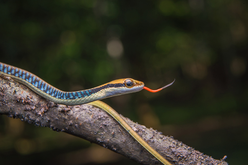 Nuevo Convenio: Servicio de asesoramiento online en Medicina de Reptiles y Anfibios
