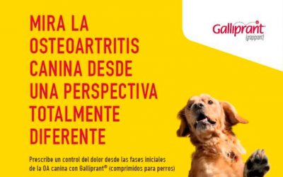 Consigue el Libro EnCORE: la Guía Práctica Ortopédica Canina con Grupo Valdelvira