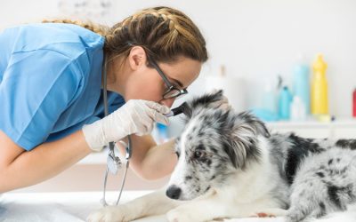 Nueva Charla Online 18/12: Otitis Externa Canina: Prevalencia, Factores de Riesgo, Diagnóstico, Tratamiento y Seguimiento