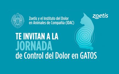 Jornada formativa Online y Presencial: Control del Dolor en Gatos