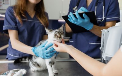 [PONENCIA ONLINE] El papel de los ATV en la prevención de las zoonosis más relevantes transmitidas por gusanos