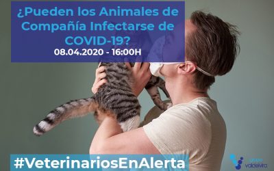 [CHARLA ONLINE] ¿Pueden los animales de compañía infectarse de COVID-19? – #VeterinariosEnAlerta