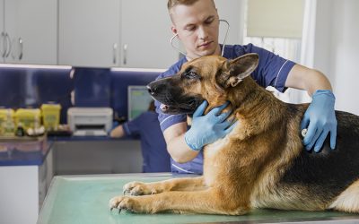 Posibilidad de prescripción telemática para veterinarios durante el estado de alarma