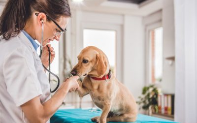 El Sector de las Clínicas Veterinarias continúa creciendo durante los últimos 7 meses