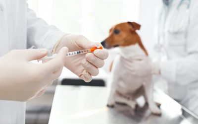 Formación Boehringer: Actualízate en el manejo de la diabetes canina