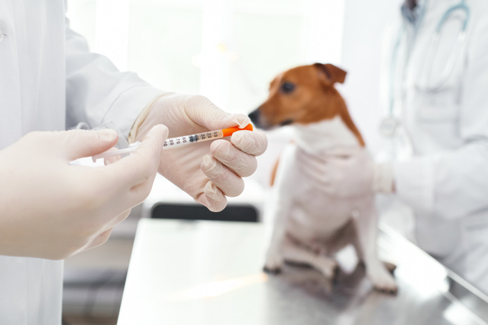 Formación Boehringer: Actualízate en el manejo de la diabetes canina