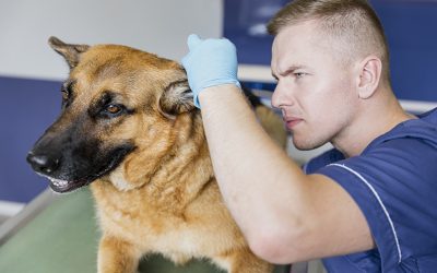 Nuevos Cursos Formativos; «Infecciones y parásitos de la piel» y «Leptospirosis Canina»»