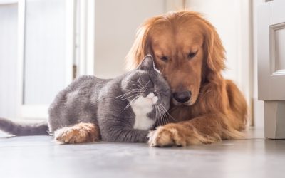 Descubre el Programa de Certificación Veterinaria Fear Free y participa en condiciones exclusivas