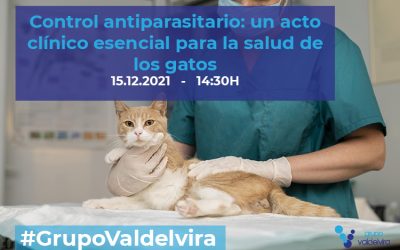 [IMPULSO ACV] Control antiparasitario: un acto clínico esencial para la salud de los gatos