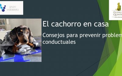 [IMPULSO ACV] El cachorro en casa: consejos para prevenir problemas conductuales