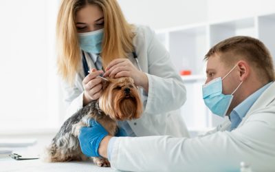 [IMPULSO ACV] La importancia de desparasitar bien a las mascotas
