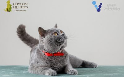 Webinar- Etología felina: prevención de problemas conductuales en gatos