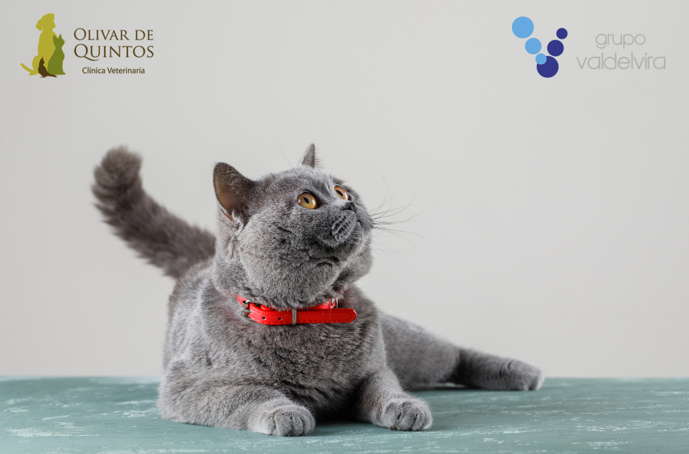 Webinar- Etología felina: prevención de problemas conductuales en gatos