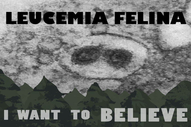 Webinar “Leucemia felina, I want to believe” 08/02/23 a las 14:00 h